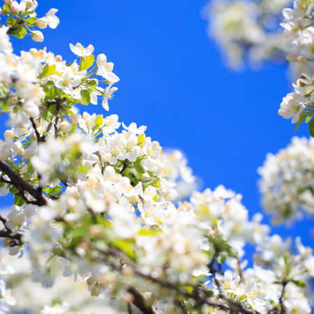 Apple blossoms over blurred nature background. spring flowers. spring backgroundの写真素材