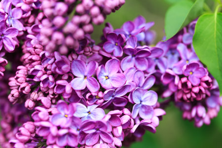 Lilac flowers. Beautiful spring background of flowering lilac. Selective soft focus, shallow depth...