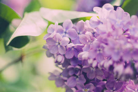 Lilac flowers. Beautiful spring background of flowering lilac. Selective soft focus, shallow depth of field. Blurred image, spring background. Purple, lilac and white.の写真素材