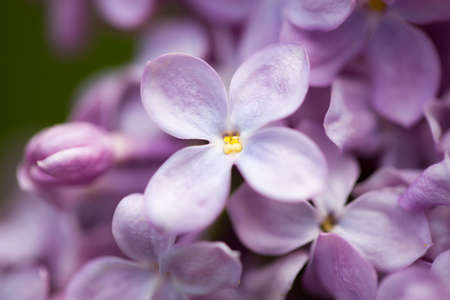 Lilac flowers. Beautiful spring background of flowering lilac. Selective soft focus, shallow depth of field. Blurred image, spring background. Purple, lilac and white.の写真素材