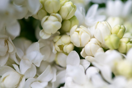 Lilac flowers. Beautiful spring background of flowering lilac. Selective soft focus, shallow depth of field. Blurred image, spring background. Purple, lilac and white.の写真素材