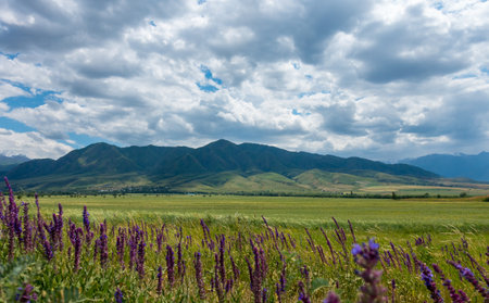 Medicinal flowers on the background of fields and year. Oregano, sage. Flowering bushes in the wildの写真素材