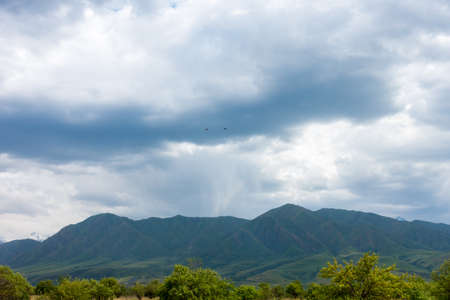 summer mountain landscape. Blooming fields and medicinal herbs against the background of high...