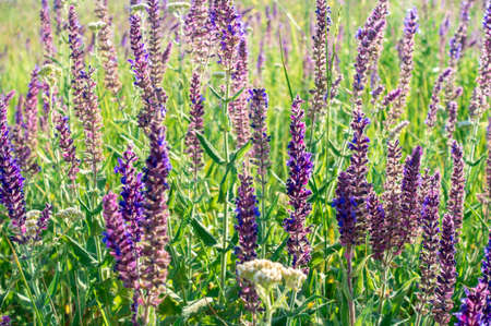 Salvia officinalis flowers. Natural background of flowering herbs. Meadow Clary. Meadow sage, Salvia...