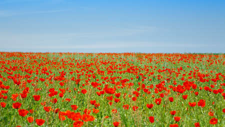 Poppies field. A beautiful field of blooming poppies.