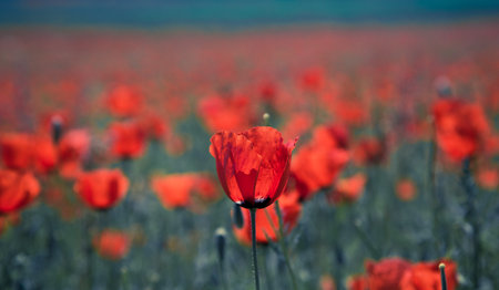 Poppies field. A beautiful field of blooming poppies.の写真素材