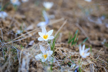 The first spring flowers are crocuses in the wild. White flowers on the background of nature. spring flowers. spring background. Natural background.の写真素材