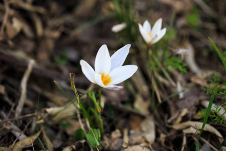 The first spring flowers are crocuses in the wild. White flowers on the background of nature. spring flowers. spring background. Natural background.の写真素材