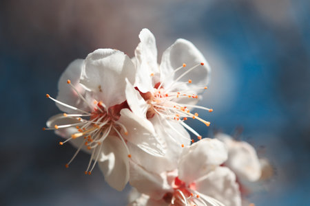 Blossom tree over nature background. spring flowers. spring background. Blurred concept. Natural background. Apricot flowersの写真素材