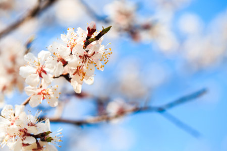 Blossom tree over nature background. spring flowers. spring background. Blurred concept.. Apricot...