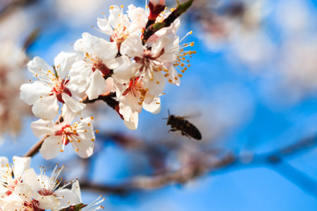 Blossom tree over nature background. spring flowers. spring background. Blurred concept.. Apricot...