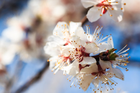 Blossom tree over nature background. spring flowers. spring background. Blurred concept.. Apricot flowersの写真素材