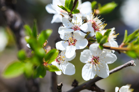Blossom tree over nature background. spring flowers. spring background. Blurred concept.. Apricot flowersの写真素材