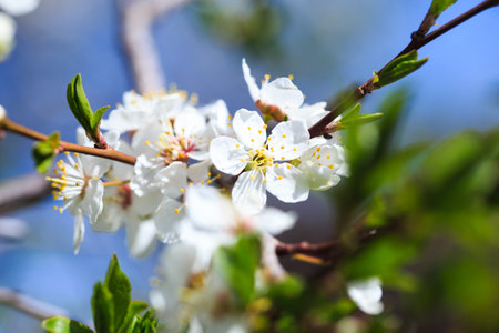 Blossom tree over nature background. spring flowers. spring background. Blurred concept.. Apricot flowersの写真素材