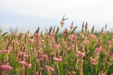 Field of pink flowers Sainfoin, Onobrychis viciifolia. Honey plant. Background of wildflowers. Blooming wild flowers of sainfoin or holy cloverの写真素材