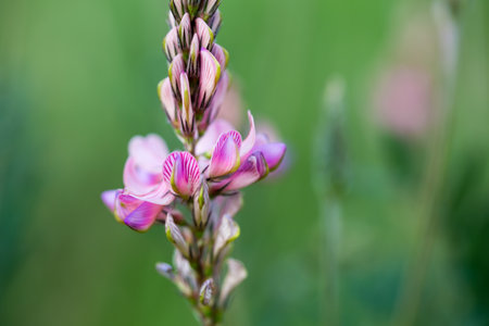 Close-up of a common sainfoin onobrychis viciifolia flower in bloom. Honey flower. Beautiful pink wild flower.の写真素材