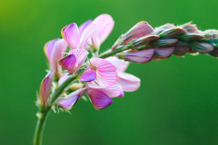 Close-up of a common sainfoin onobrychis viciifolia flower in bloom. Honey flower. Beautiful pink wild flower.の写真素材