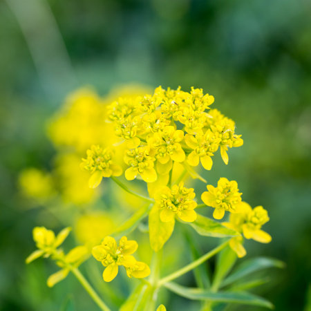 Euphorbia virgata, commonly known as leafy spurge, wolf's milk leafy spurge, or wolf's milk is a species of spurge native to Europe and Asia, and introduced in North Americaの写真素材