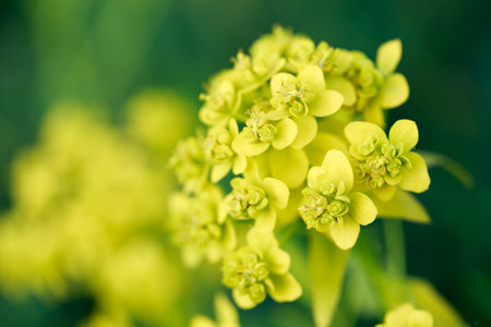 Yellow flowers are not a summer meadow. Natural background of plants.の写真素材