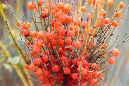 Ephedra is a genus of shrubs of the Oppressive class, the genus of its family is Ephedra Ephedraceae or Ephedra. Red berries, narcotic plant. natural backgroundの写真素材