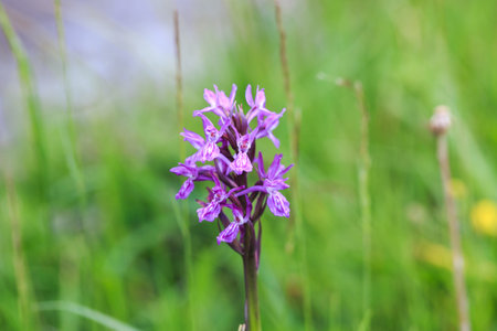 Orchis. A genus of plants in the Orchid family. It is the type genus of the orchid family and one of the largest genera of the subtribe Orchidinae.の写真素材