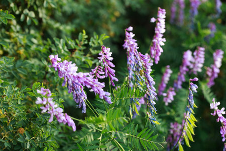Mouse pea Vicia cracca. Valuable honey plant, fodder and medicinal plant.