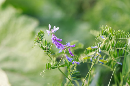 Mouse pea Vicia cracca. Valuable honey plant, fodder and medicinal plant.の写真素材