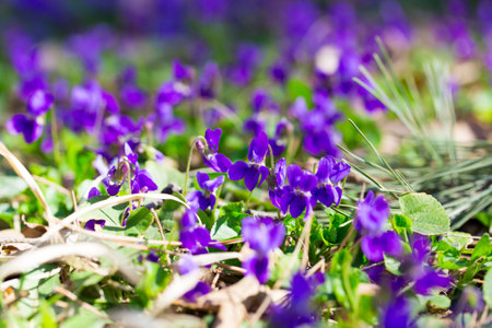 spring flowers. Violet violets flowers bloom in the spring forest. Viola odorata.