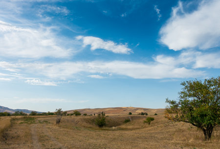 Beautiful summer mountain landscape. Wheat fields and mountains. Kyrgyzstan. Natural background.の写真素材