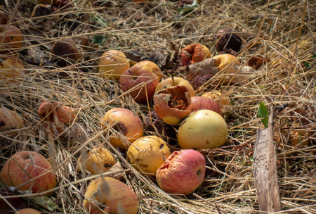 Rotten apples fallen into the grass. Unharvested, lost harvest.の写真素材