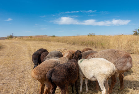 A herd of sheep grazing. Meat fat-tailed sheep in natureの写真素材