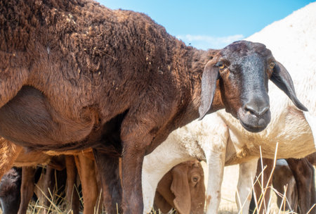 A herd of sheep grazing. Meat fat-tailed sheep in natureの写真素材