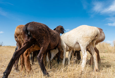 A herd of sheep grazing. Meat fat-tailed sheep in natureの写真素材