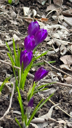 first flowers, crocuses against a background of dry leaves. spring flowers.の写真素材
