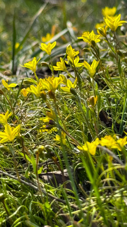 Wild flower Gagea lutea in the forest. Known as Yellow Star-of-Bethlehem.の写真素材
