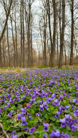 Violets in the forest, spring flowers.の写真素材