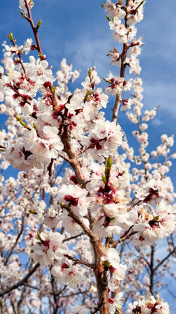 Spring flowers, blooming apricot. Natural spring backgroundの写真素材