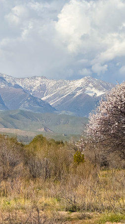 blooming apricot against the backdrop of the mountains. Natural backgroundの写真素材