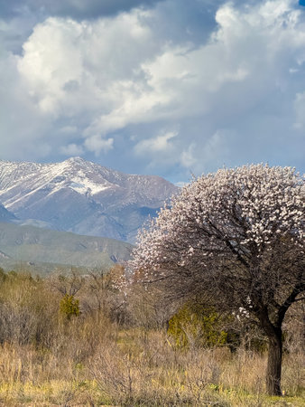 blooming apricot against the backdrop of the mountains. Natural backgroundの写真素材