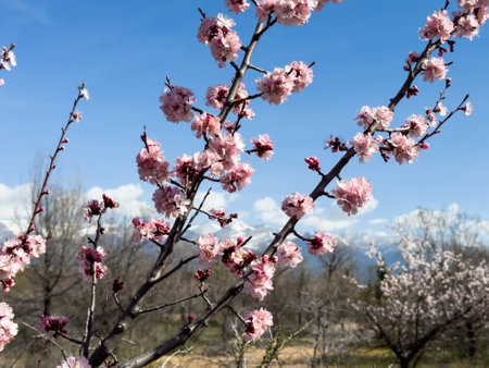blooming apricot against the backdrop of the mountains. Natural backgroundの写真素材