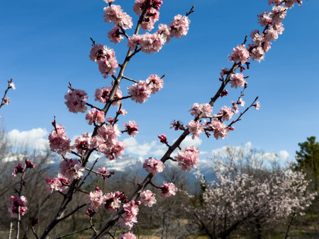 blooming apricot against the backdrop of the mountains. Natural backgroundの写真素材