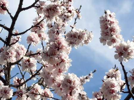 Spring flowers, blooming apricot. Natural spring backgroundの写真素材