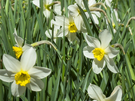 white daffodils, spring flowers on a green background.の写真素材