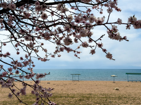 Spring flowers on a background of water, apricot blossoms. Kyrgyzstanの写真素材