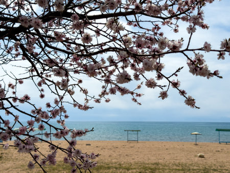 Spring flowers on a background of water, apricot blossoms. Kyrgyzstanの写真素材