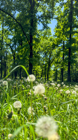 white dandelions on a background of trees.の写真素材