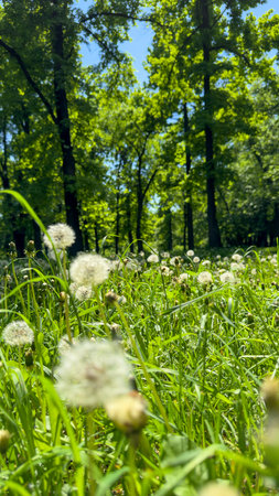white dandelions on a background of trees.の写真素材