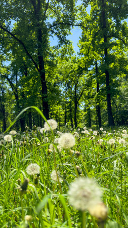 white dandelions on a background of trees.の写真素材