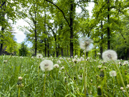 white dandelions on a background of trees.の写真素材