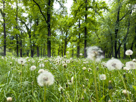 white dandelions on a background of trees.の写真素材